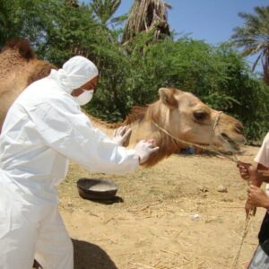 man in white long sleeve shirt riding brown camel during daytime
